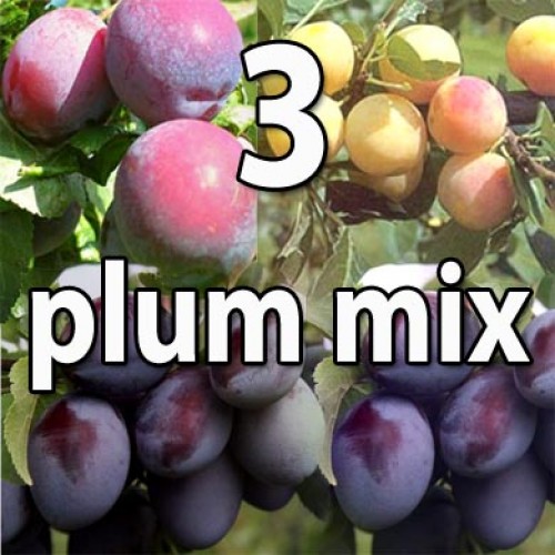 Three Plum Self Fertile Fruit Tree Mix   | ScotPlants Direct